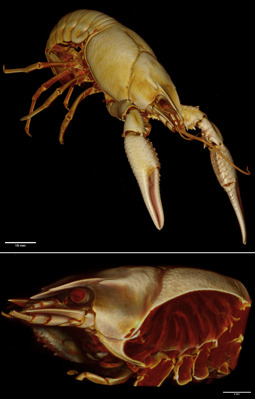Crawfish MicroCT