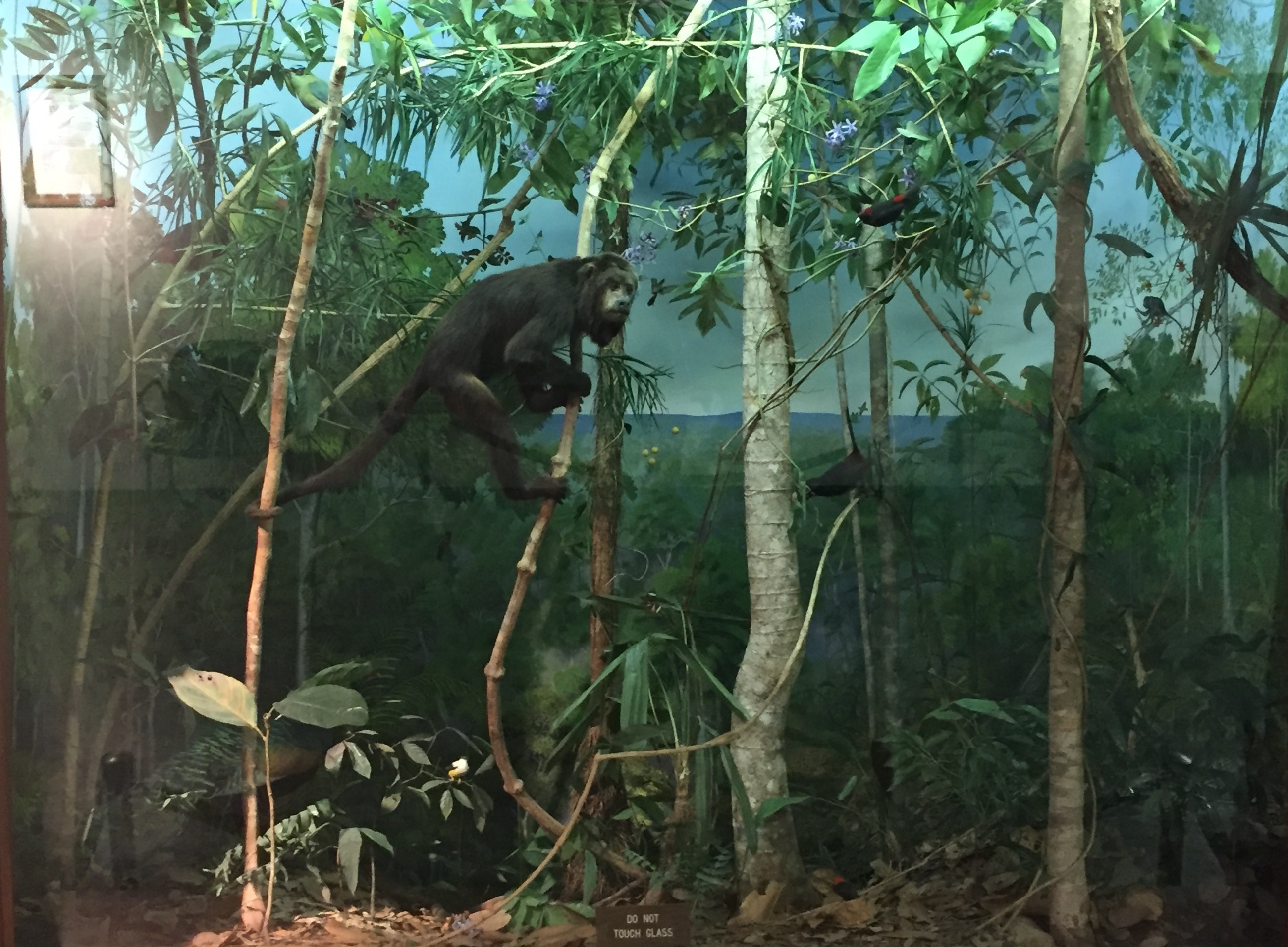 Monkey and toucan in rthe rainforest