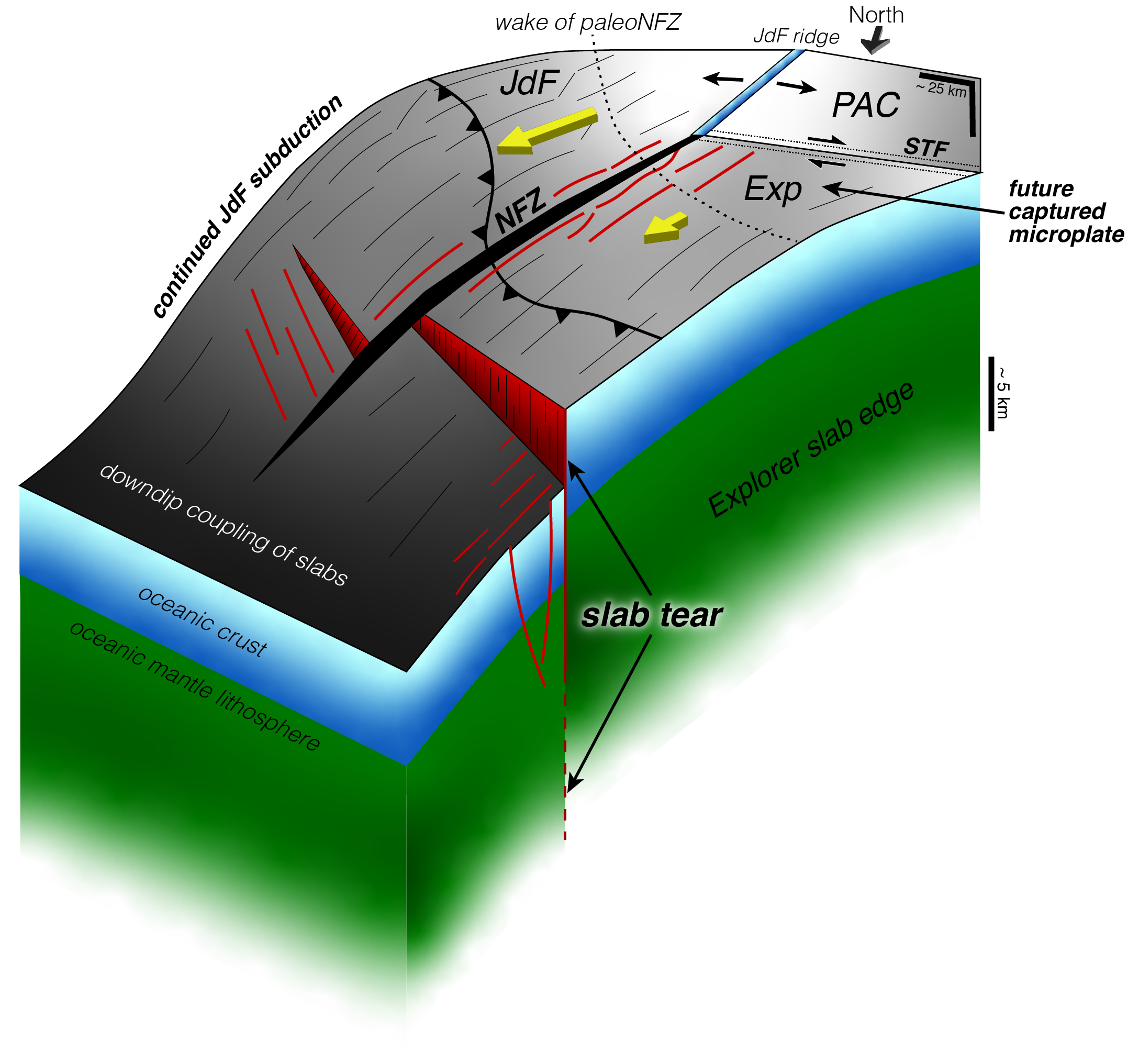 3D schematic cartoon from the paper