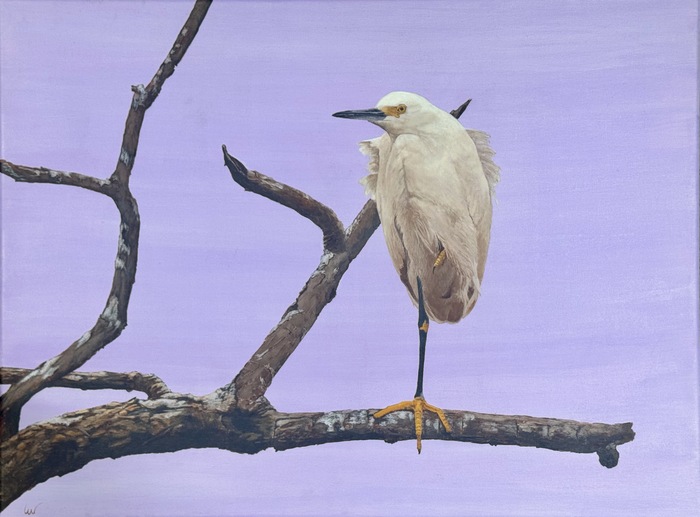 Morning Roost (Snowy Egret) Egret sitting on a branch