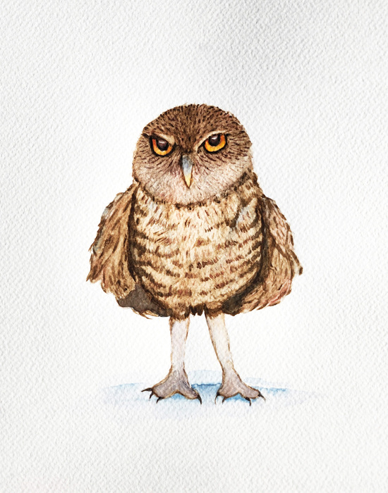 Owl 2 drawing of an owl