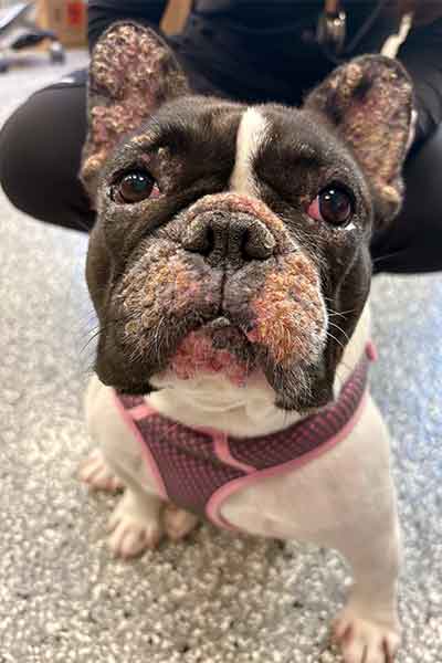 Maxine, a Boston terrier, before treatment