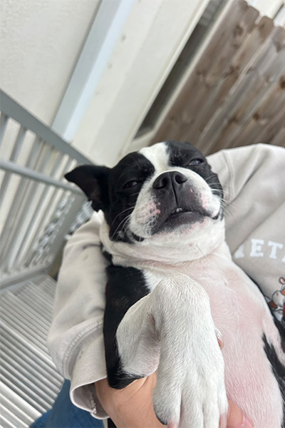 Boston terrier